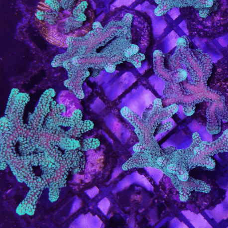 Seriatopora caliendrum frag S