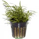 Lilaeopsis Brasiliensis PREMIUM - Plante d'aquarium gazonnante