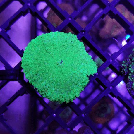 Rhodactis sp.Metallic Green 