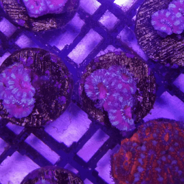 Acanthastrea lordhowensis Mauve - Red mouth Frag