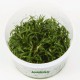 Lilaeopsis Brasiliensis Tropica