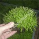 Pogostemon Helferi sur Roche Taille Small Tropica