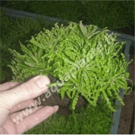 Pogostemon Helferi sur Roche Taille Small