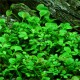 Marsilea Hirsuta In Vitro