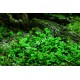 Marsilea Hirsuta In Vitro