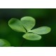 Marsilea Hirsuta In Vitro