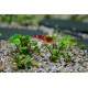 Marsilea Hirsuta In Vitro