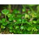 Marsilea Hirsuta In Vitro