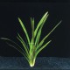 Sagittaria Platyphylla - Plante d'aquarium gazonnante