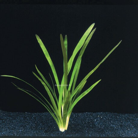 Sagittaria Platyphylla - Plante d'aquarium gazonnante