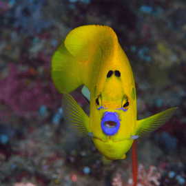 Apolemichthys trimaculatus - Poisson-ange à trois taches 