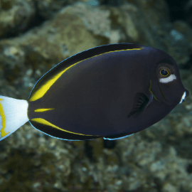 Acanthurus nigricans - Poisson chirurgien à joues blanches 