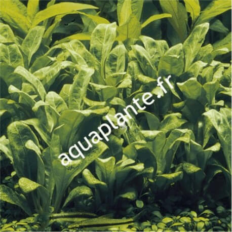 Samolus floribundes PREMIUM - Plante d'aquarium