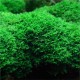 Riccardia chamedryfolia - Mousse aquatique