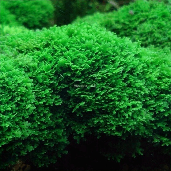 Mousse Riccardia chamedryfolia cachette id&eacute;ale pour crevettes Red Cherry aquarium