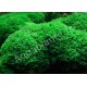 Riccardia chamedryfolia - Mousse aquatique
