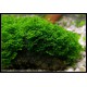 Riccardia chamedryfolia 5X7cm