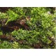 Riccardia chamedryfolia - Mousse aquatique
