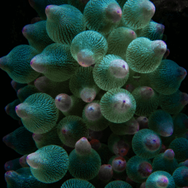 Entacmaea quadricolor Green - Anémone bulle 