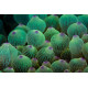 Entacmaea quadricolor Green - Anémone bulle 