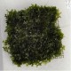Riccardia chamedryfolia - Mousse aquatique