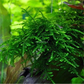 Spiky Moss PREMIUM - Mousse aquatique