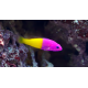 Pictichromis (Pseudochromis) paccagnella - Vanille-Fraise M