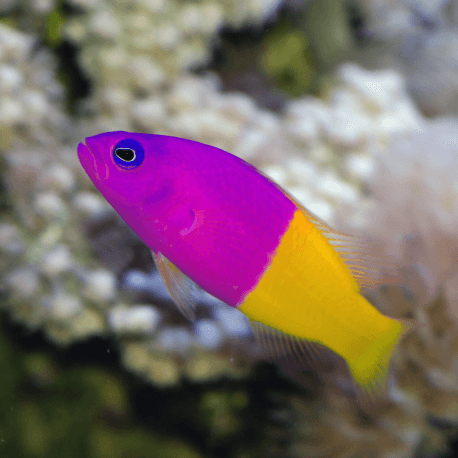 Pictichromis (Pseudochromis) paccagnella - Vanille-Fraise M