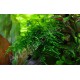 Spiky Moss PREMIUM - Mousse aquatique