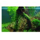 Spiky Moss PREMIUM - Mousse aquatique