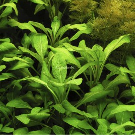 Lobelia Cardinalis - Plante d'aquarium colorée