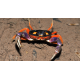 Gecarcinus quadratus - Crabe Halloween L-XL