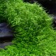 Utricularia Graminifolia