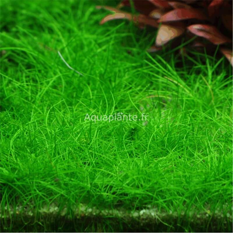Plantes Plantes d
