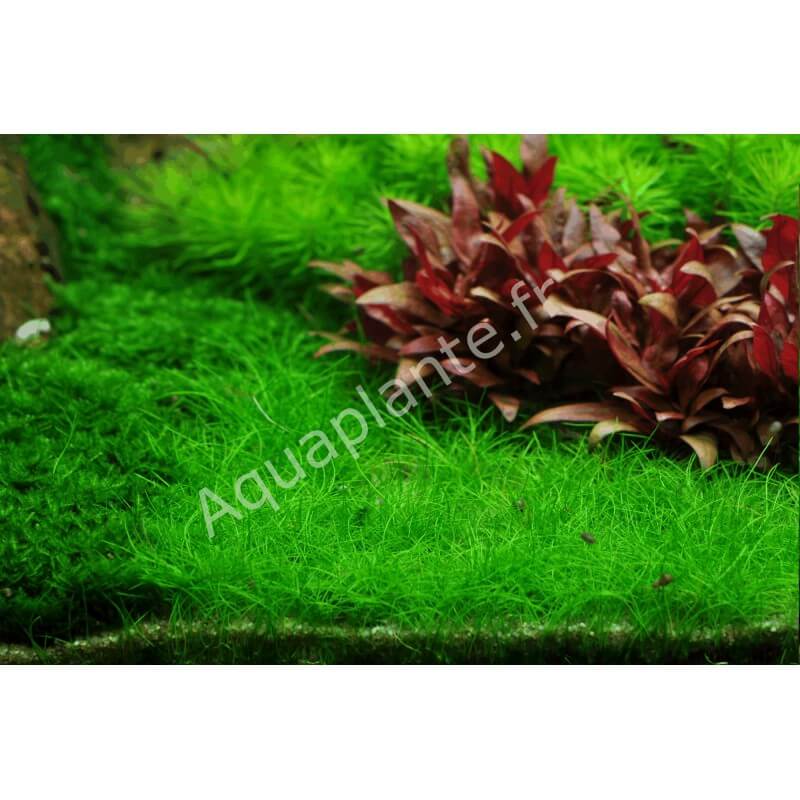 Plantes Plantes d