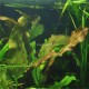 Echinodorus Ozelot Tropica