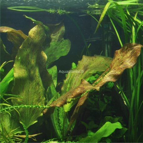 Plante Arrière plan d'aquarium : Microsorum Pteropus PREMIUM pour aquarium  eau douce - 11.95€