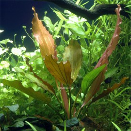 Echinodorus Rosé PREMIUM - Plante d'aquarium colorée