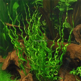 Echinodorus Vesuvius PREMIUM - Plante d'aquarium