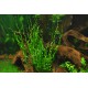 Echinodorus Vesuvius PREMIUM - Plante d'aquarium