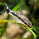 Otocinclus Affinis - Mangeur d'algues (Sauvage - Colombie)