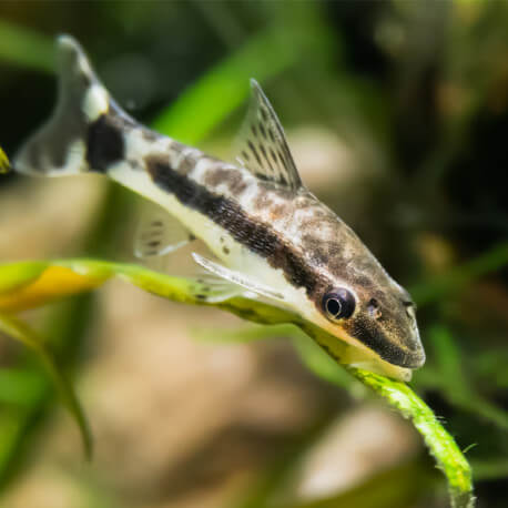 Otocinclus Affinis - Mangeur d'algues (Sauvage - Colombie) - Aquaplante