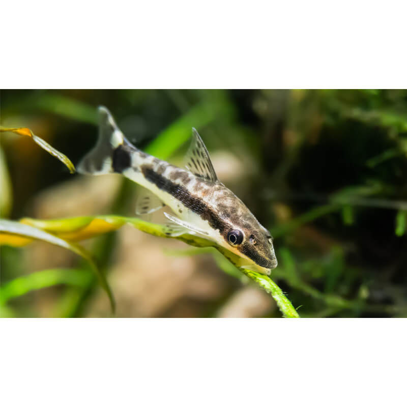 Otocinclus Affinis - Mangeur d'algues (Sauvage - Colombie) - Aquaplante