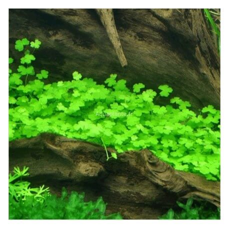 Hydrocotyle Tripartita