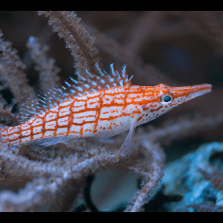 Oxycirrhites typus - Poisson-faucon à long nez M