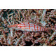 Oxycirrhites typus - Poisson-faucon à long nez M