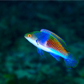 Cirrhilabrus cyanopleura - Labre nain à flanc bleu L