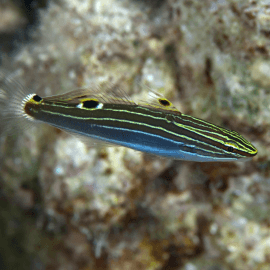 Koumansetta (Amblygobius) hectori - gobie de Hector M-L