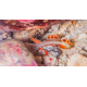 Discordipinna griessingeri - Spikefin Goby L