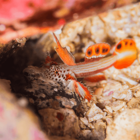 Discordipinna griessingeri - Spikefin Goby L